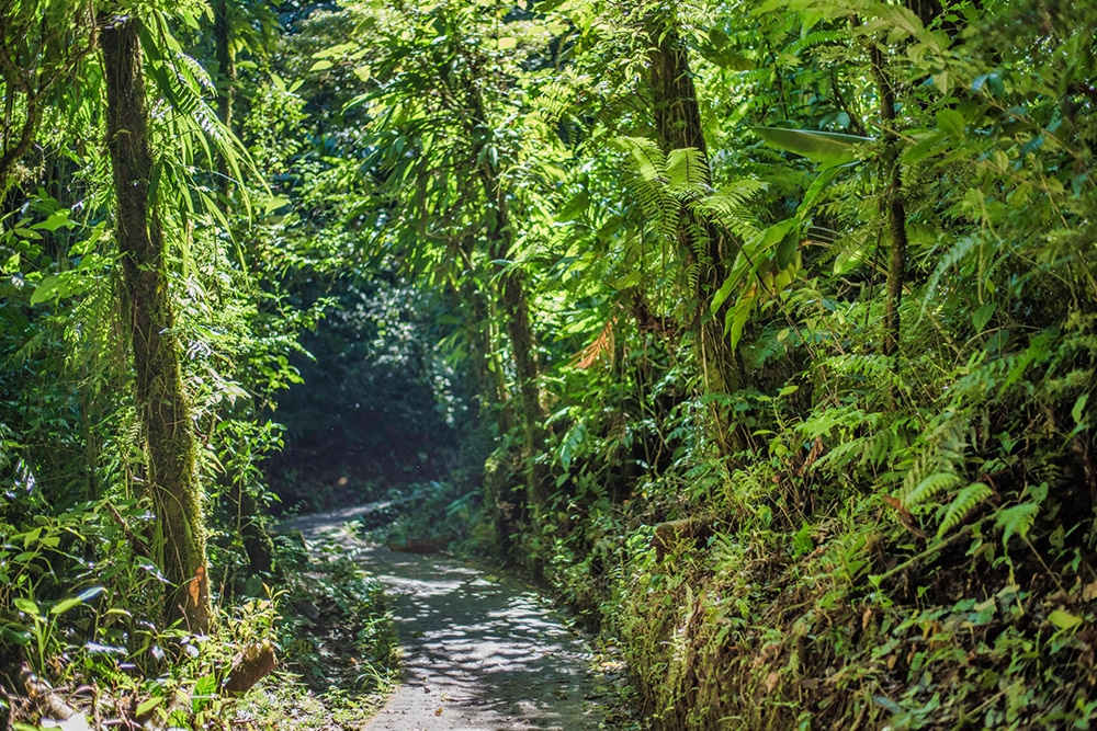 ensalada Contaminar capa Los puentes colgantes más seguros de Monteverde | Selvatura Park