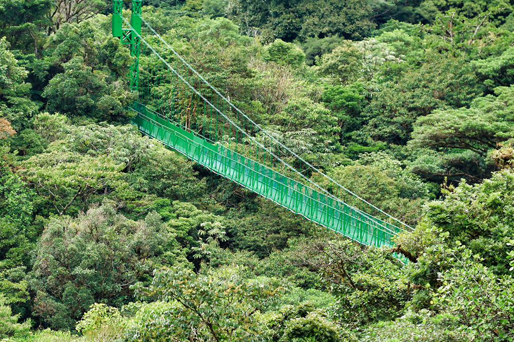 George Stevenson De Dios camuflaje The safest hanging bridges in Monteverde | Selvatura Park