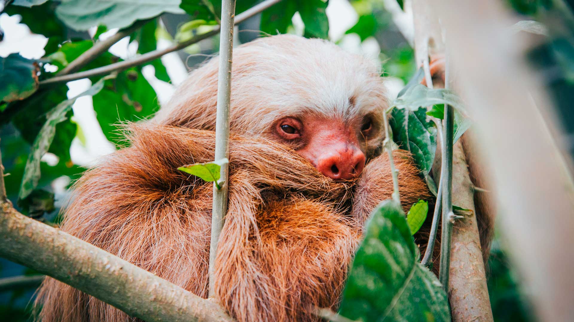Selvatura Park: The Sloth Sanctuary!