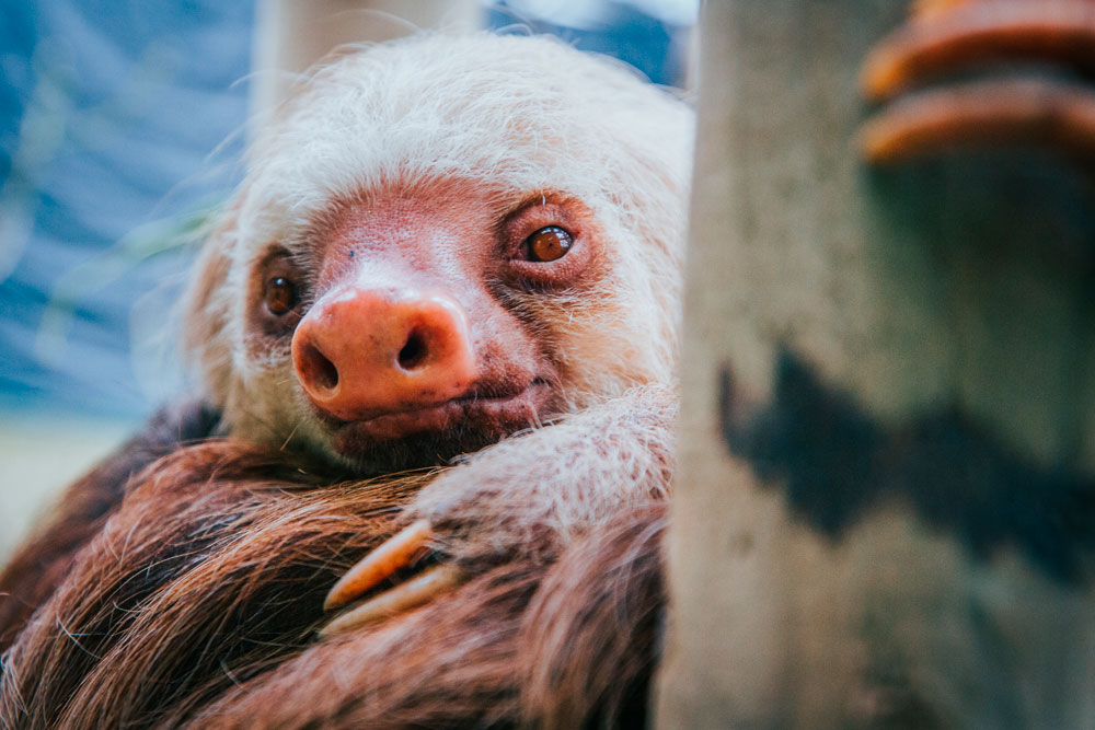 Selvatura Park: The Sloth Sanctuary!